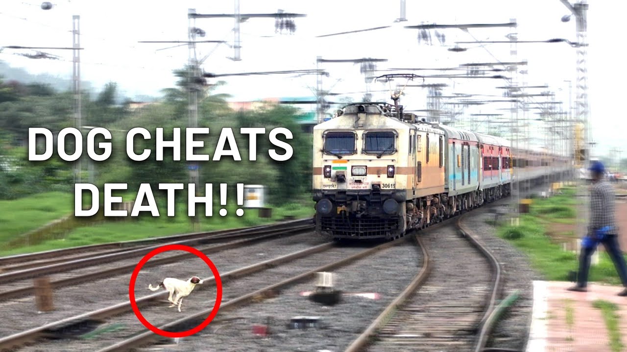 9 in 1 | Train Almost Hits Dog | Monsoon Railfanning in Malavli | High Speed Trains