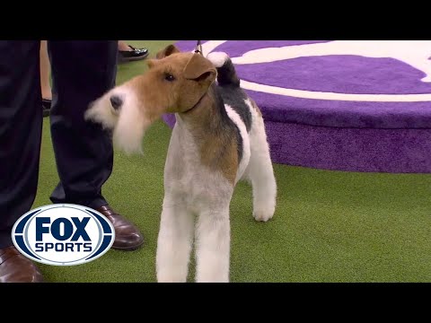 Video: Smooth Haired Fox Terrier Dog Breed Hypoallergenic, Afya Na Urefu Wa Maisha