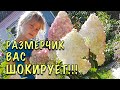 СДЕЛАЙТЕ ЭТО СРОЧНО! Получите ОГРОМНЫЕ СОЦВЕТИЯ и ДОЛГОЕ ЦВЕТЕНИЕ!  Обрезка ГОРТЕНЗИИ ЛЕТОМ