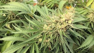 Illegal marijuana growing operation in Maine leads to seven more arrests