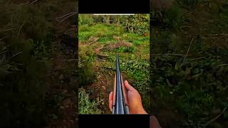 Охота на быстрого зайца в снежном лесу ранним морозным утром #rabbit #hunting #snow #winter #forest