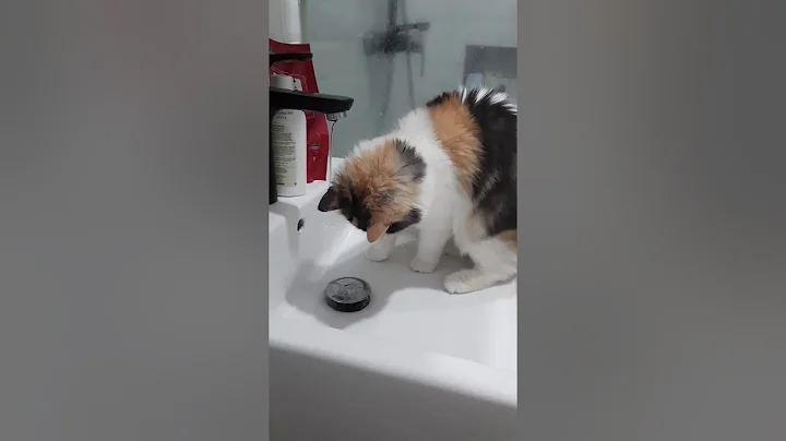 Video 10926781: calico persian cat, calico color, cat first meeting, cat water