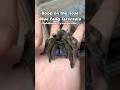 Booping the blue fang tarantula (Ephebopus cyanognathus)