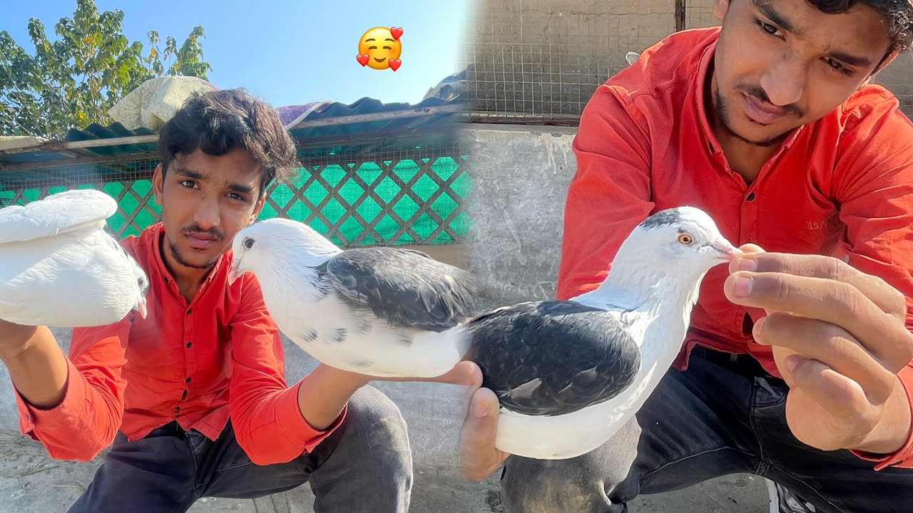 New Fancy Pigeon Ly Ay Mini Zoo May😍 YouTube
