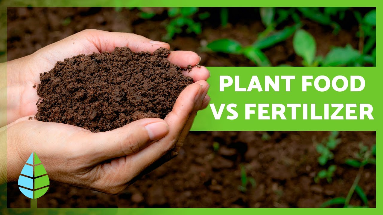 PLANT FOOD VS. FERTILIZER 🌱 What's the Difference? YouTube