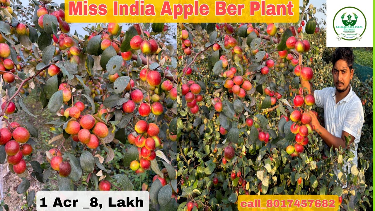 Miss India Apple Ber Ki Kheti / Miss India Apple Ber Plant / Miss India Apple ber Farming/ #farming