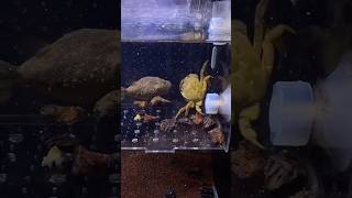 Hairy Pufferfish Obliterates Crab Its Own Size in Epic Battle