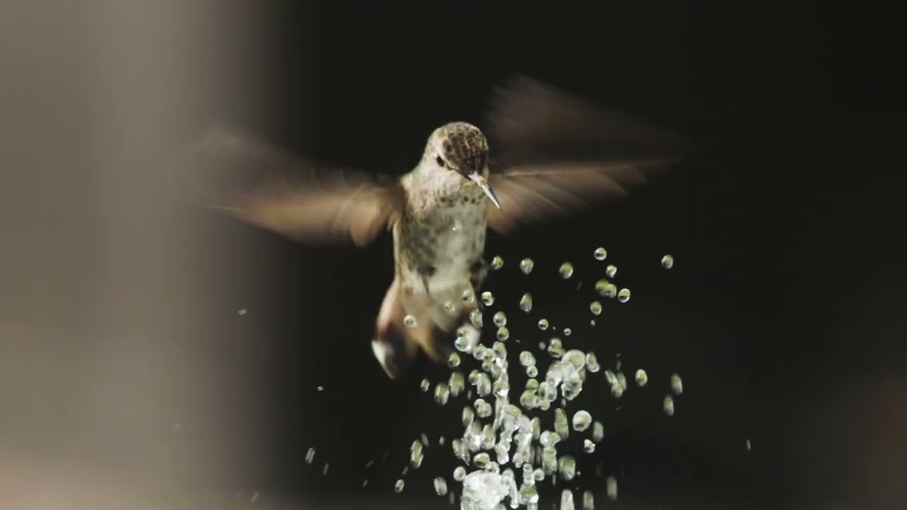 Hummingbird Enjoying The Water Fountain on a Summer Day.