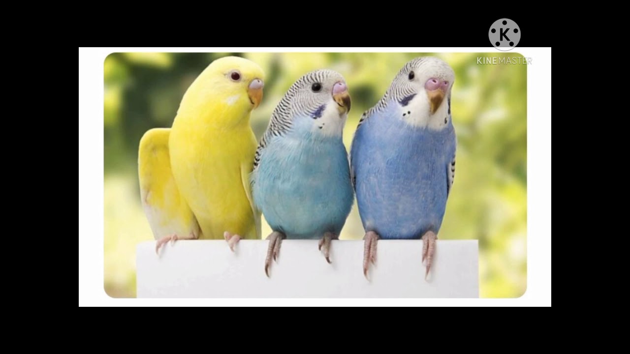 Suara Parkit Kawin Ampuh Pancing Birahi #TernakParkit #masteran #MatingSoundParkeets