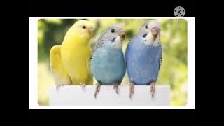 Suara Parkit Kawin Ampuh Pancing Birahi #TernakParkit #masteran #MatingSoundParkeets