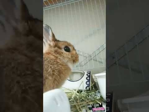 カメラのレンズが気になる？🐰（白目がちのチロメちゃん）