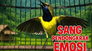 Download Lagu MUSTAHIL SOGON ANDA TIDAK AKAN TERPANCING IKUT BUNYI DAN EMOSI MP3 Download Lagu MUSTAHIL SOGON ANDA TIDAK AKAN TERPANCING IKUT BUNYI DAN EMOSI MP3