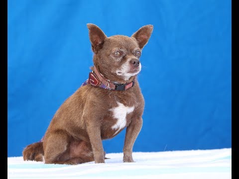 dog adoption mauritius RESCUED! A5085734 Jolly | Chihuahua