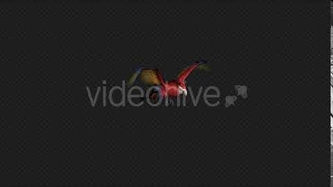 Parrot Fly Fast Pack 4 In 1 | Motion Graphics - Envato elements