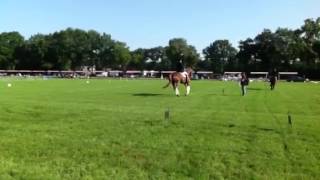 Zidane Tango X Sultan