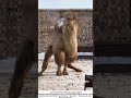 Hungry Bactrian Camel Waits by the Wall – Drooling for Breakfast 🤤🧱