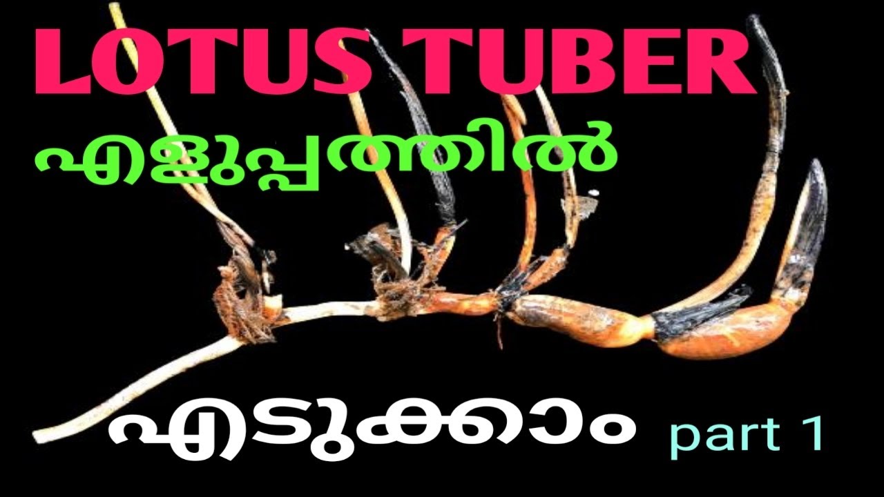 How to repot lotus tuber/ എങ്ങനെ താമരയുടെ tuber എടുക്കാം #Vid 8