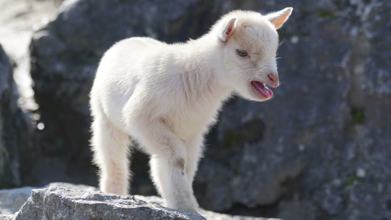 Ginekolog qizga yordam beradi. Jinsiy kurort reytinglari