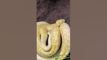 Beautiful Albino Zebra Carpet Python #carpetpythons #reptiles #snake #pets