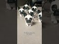 use this sound for your loop French bulldog loop 3d Printed