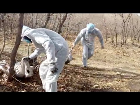 Видео: Малын махыг хэрхэн худалдаж авах, хадгалах