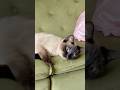 Serious question tho #cute #cat #funny #catvideos #cutecat #siamesecats #catlover #cats