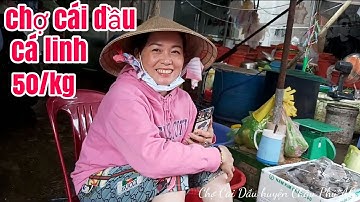 THAM QUAN CHỢ CÁI DẦU VÀO MÙA NƯỚC NỔI ,, CÁ ĐỒNG TƯƠI NGON VÀ HẤP DẪN.