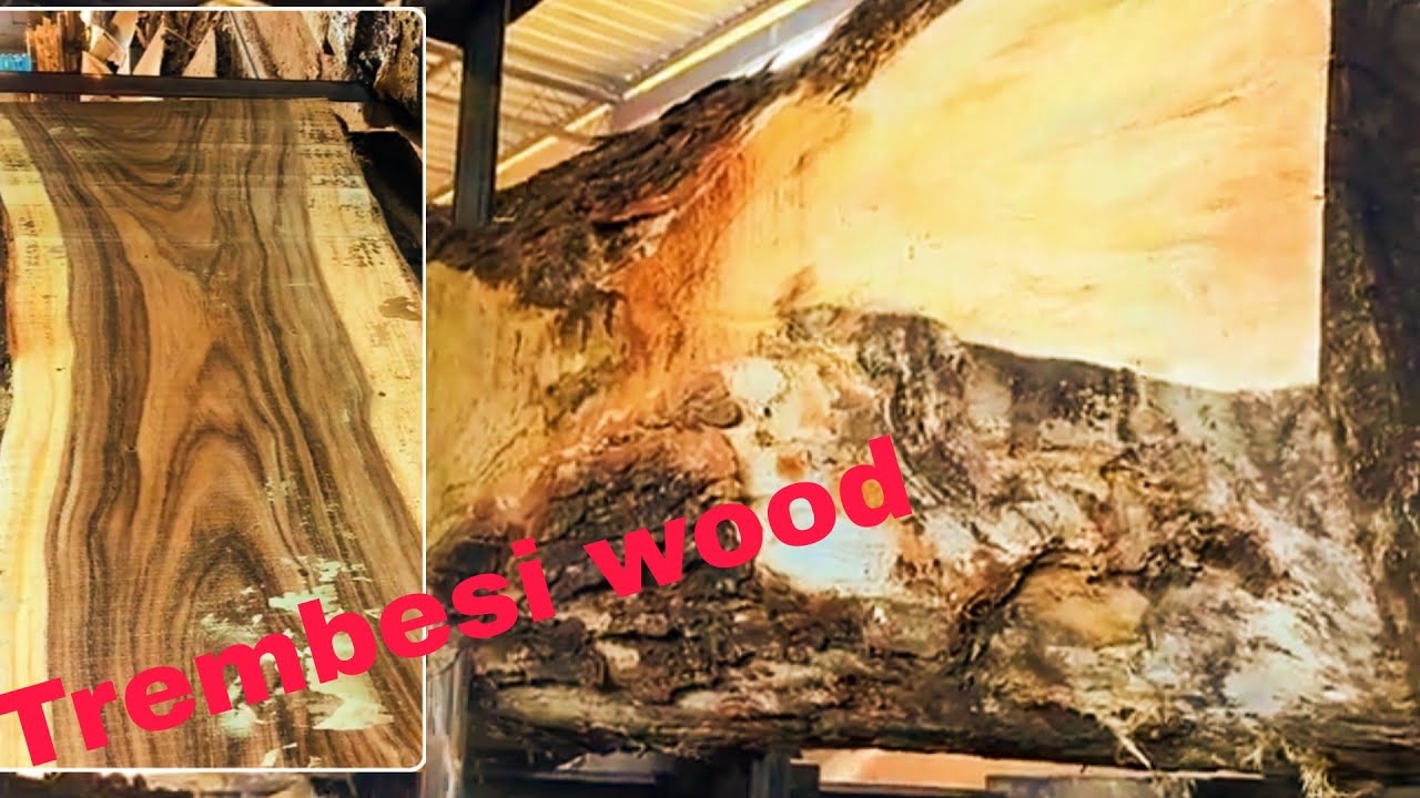 Trembesi wood is very large|| 100 years old - YouTube