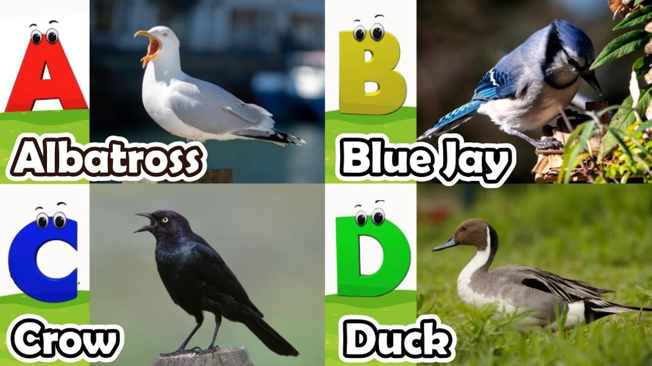 Birds Alphabet Song for Kids | Birds ABC Song | Phonics for Kids