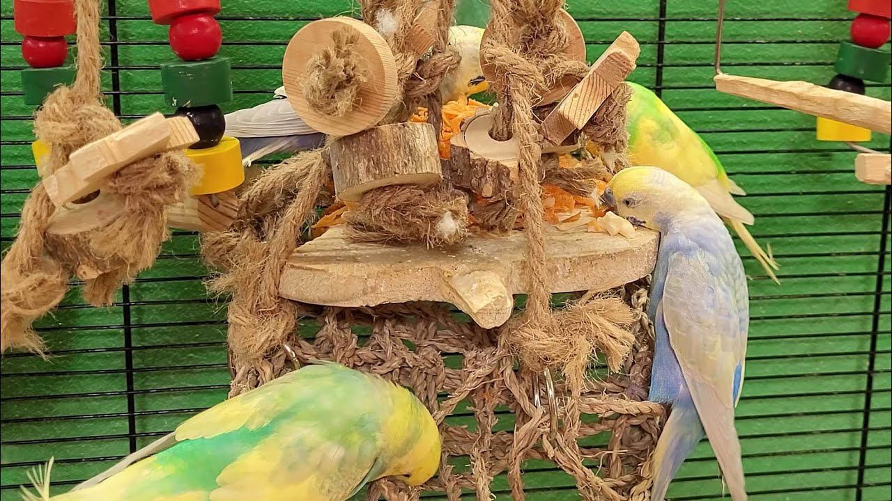 budgie sounds for lonely birds to make them happy