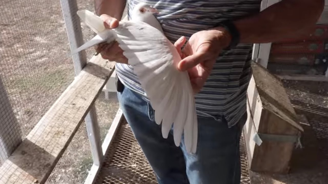 Best Pigeons Frank McLaughlin Interview Spring Hill Florida