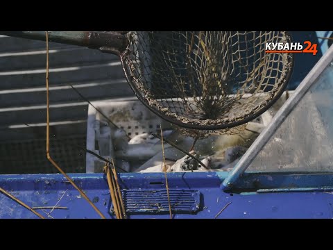 Видео: Массовая гибель рыб в гавани Калифорнии