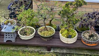 Shohin and Mame (Small & Tiny) Bonsai Trees