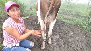 Pambil Solo Gente  Pro  , sacando leche a la vaca .