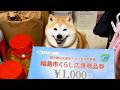 市からもらった「くらし応援商品券」をフル活用し、大豪遊する柴犬