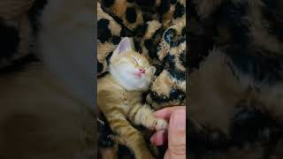 Pembe patili kızım benim ask patisinisevdigim pembepati kesfet kedi kedidunyas