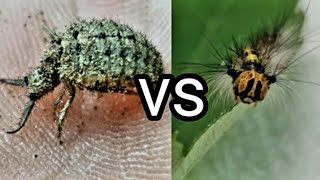 개미귀신 vs 매미나방 유충 (체급의 차이)