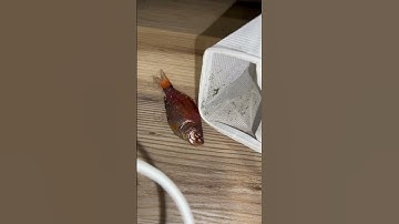 My goldfish jumped out of the water