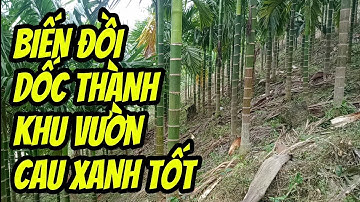 Phát Triển Kinh Tế Từ Trồng Cây Cau Trên Đồi Dốc | Dương Việt Hà