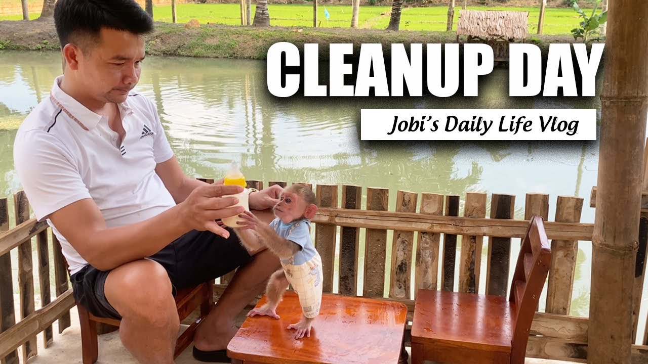Today, JOBI The Monkey Is Happy Playing | Dad HUNG Cleans The House & Does Jobi's Laundry