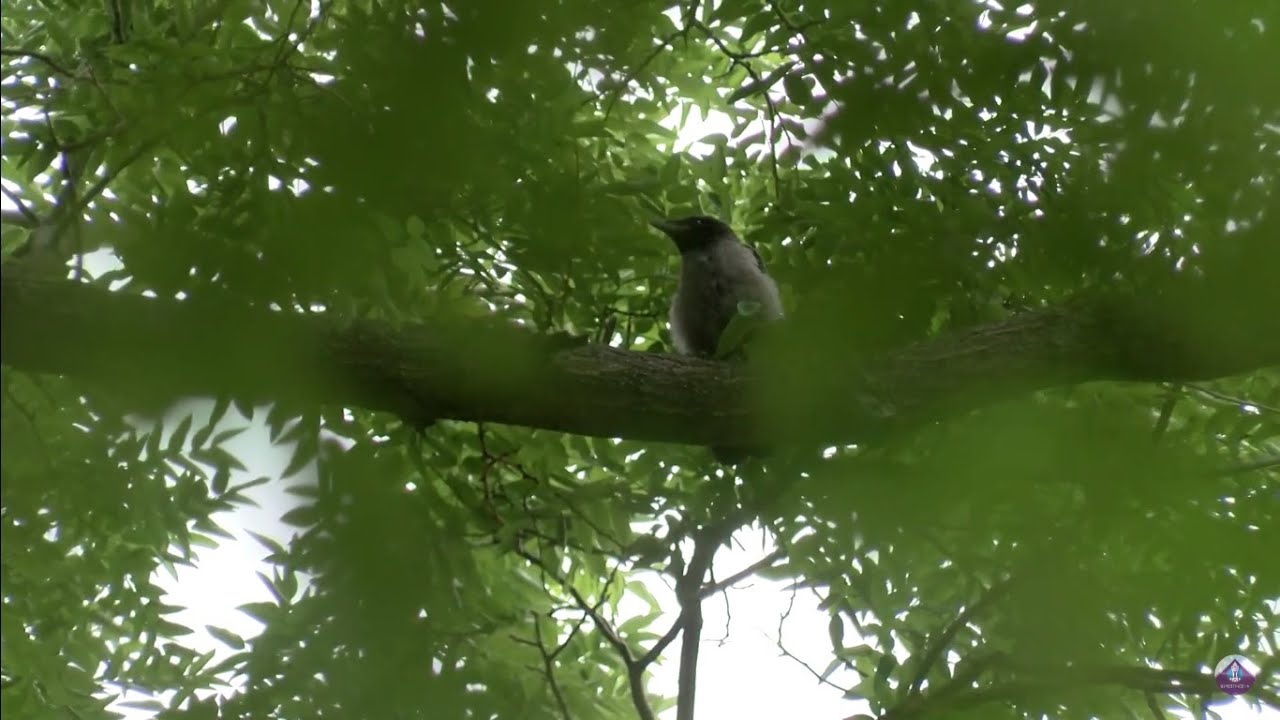 Körkép - El kellett keríteni a Semsey park egy részét a varjak miatt