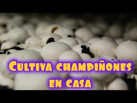 Guía de cultivo de Champiñones en Casa: Curso completo de Agaricus bisporus 🍄🏡 TOP #1 en YouTube