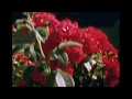 Dutch Criminal Record - Waiting on the Weekend - Teaser 2