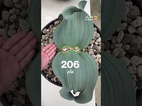عاشت مع الديناصورات