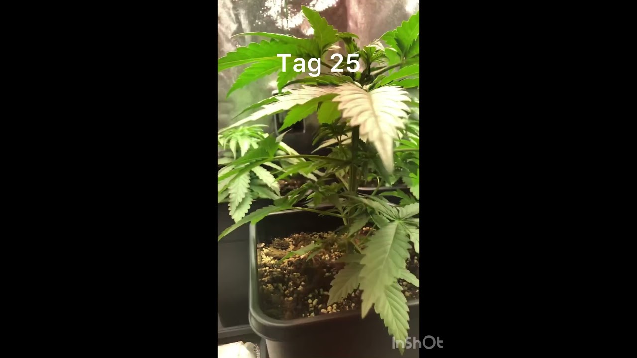 3x Orange Bud regular/indoor