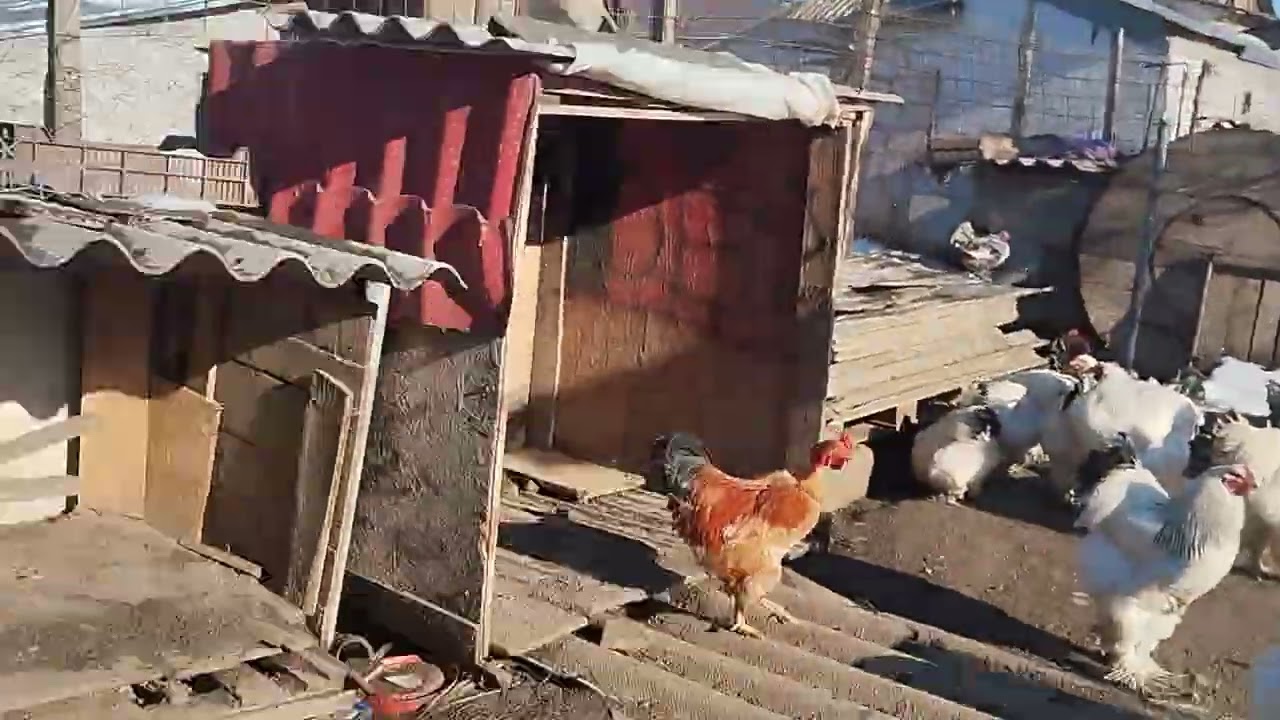 Încă un ou la porumbei ☺️ avem lipsa un porumbel 🥹