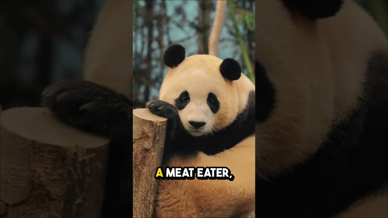 Why Pandas Are More Than Just Cute 🐼 | Fun Animal Fact! #wildlifefacts
