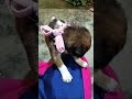 #doglife #puppy #dogvideos #shortsfeed #shortsviral #shortvideo #dogshorts #doglife #dog #dogs