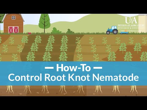 Video: Okra Root Knot Nematodes: Lær om Root Knot Nematodes On Okra