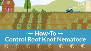 How to Control Root Knot Nematode